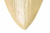 Serrated, Fossil Megalodon Tooth - Repaired Crack #226233-3